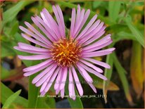 Aster novae-angliae &#39;Harrington&#39;s Pink&#39;