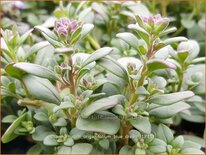 Chaenorhinum origanifolium &#39;Blue Dream&#39;