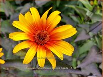 Heliopsis helianthoides &#39;Burning Hearts&#39;