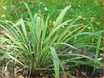 Phaenosperma globosa