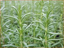 Rosmarinus officinalis &#39;Speedy&#39;