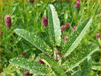 Sanguisorba &#39;Lemon Splash&#39;