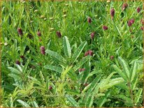 Sanguisorba &#39;Lemon Splash&#39;