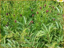 Sanguisorba &#39;Lemon Splash&#39;