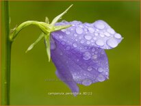 Campanula persicifolia