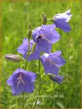 Campanula persicifolia