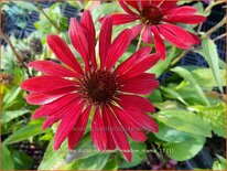 Echinacea purpurea &#39;Sweet Meadow Mama&#39;