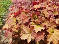 Heuchera 'Rex Dark Amber'