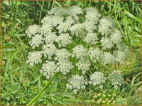 Laserpitium siler
