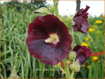 Alcea rosea 'Blacknight'