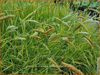 Alopecurus pratensis &#39;Aureovariegatus&#39;