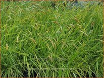 Alopecurus pratensis &#39;Aureovariegatus&#39;