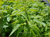 Aloysia triphylla