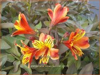 Alstroemeria 'Indian Summer'