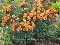 Alstroemeria 'Indian Summer'