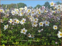 Anemone 'Dainty Swan'