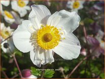 Anemone 'Dainty Swan'