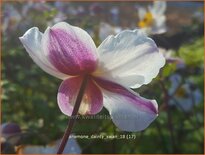 Anemone 'Dainty Swan'
