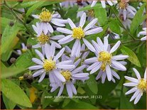 Aster cordifolius &#39;Photograph&#39;
