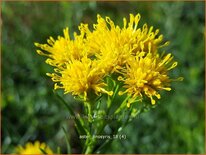 Aster linosyris
