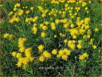 Aster linosyris