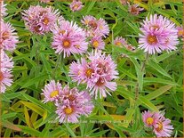 Aster novae-angliae &#39;Harrington&#39;s Pink&#39;