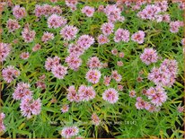 Aster novae-angliae &#39;Harrington&#39;s Pink&#39;