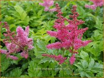 Astilbe 'Younique Carmine'
