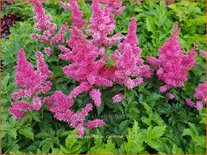 Astilbe 'Younique Carmine'