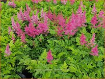Astilbe 'Younique Carmine'