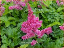 Astilbe 'Younique Carmine'