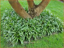 Carex plantaginea