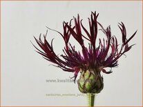 Centaurea montana 'Jordy'