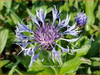 Centaurea montana &#39;Sky Jep&#39;