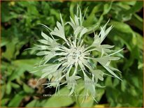 Centaurea montana &#39;Sulphurea&#39;