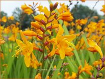 Crocosmia 'Columbus'