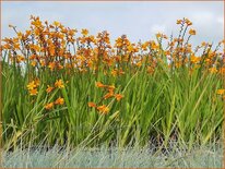 Crocosmia 'Columbus'
