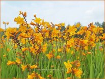 Crocosmia 'Columbus'