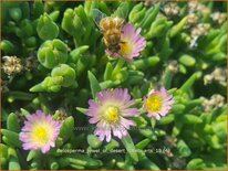 Delosperma &#39;Jewel of Desert Rosequarts&#39;