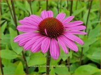 Echinacea purpurea &#39;Little Magnus&#39;