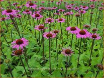 Echinacea purpurea &#39;Little Magnus&#39;