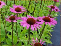 Echinacea purpurea &#39;Little Magnus&#39;