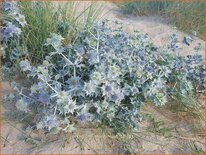 Eryngium maritimum