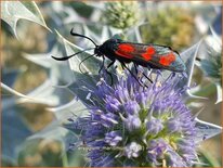 Eryngium maritimum