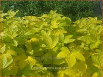 Filipendula ulmaria 'Aurea'
