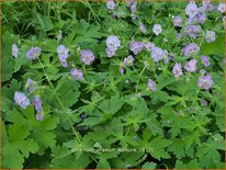 Geranium phaeum 'Walkure'