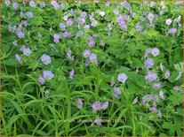 Geranium phaeum 'Walkure'
