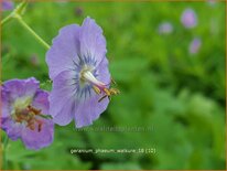 Geranium phaeum 'Walkure'