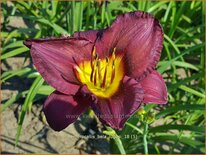Hemerocallis 'Bela Lugosi'