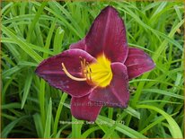 Hemerocallis 'Bela Lugosi'